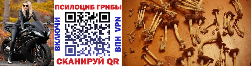 Галлюциногенные грибы GOLDEN TEACHER  даркнет сайт  Мончегорск 